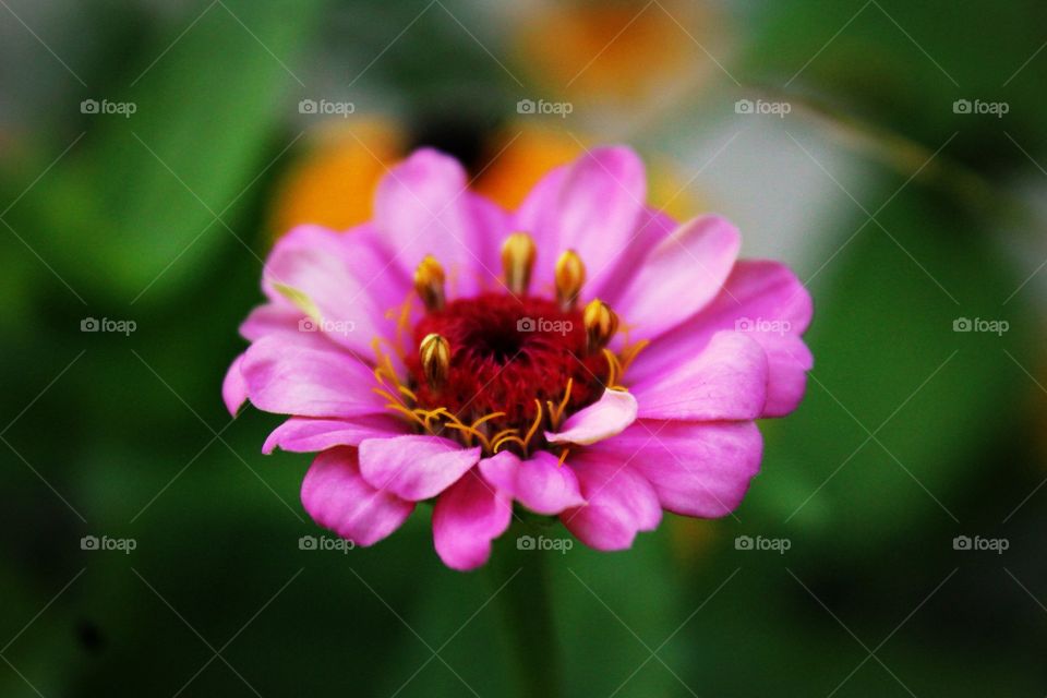 This is a picture of a beautiful pink flower.