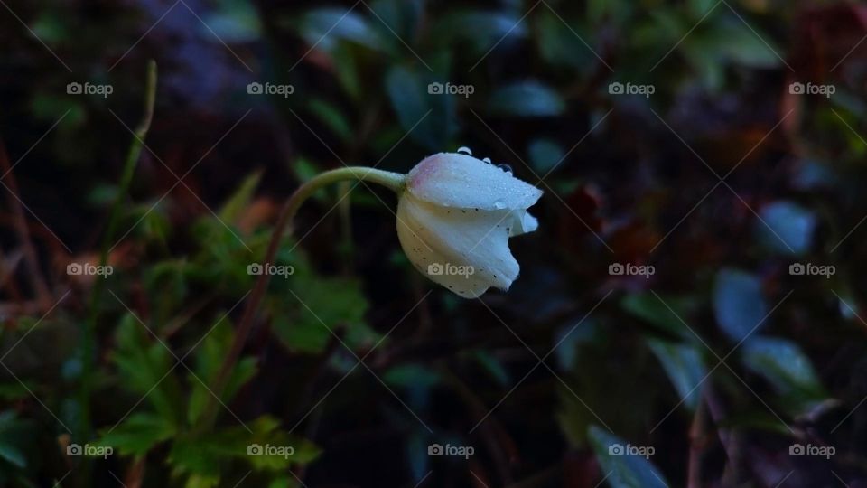 Macro photo of flower growing in the garden