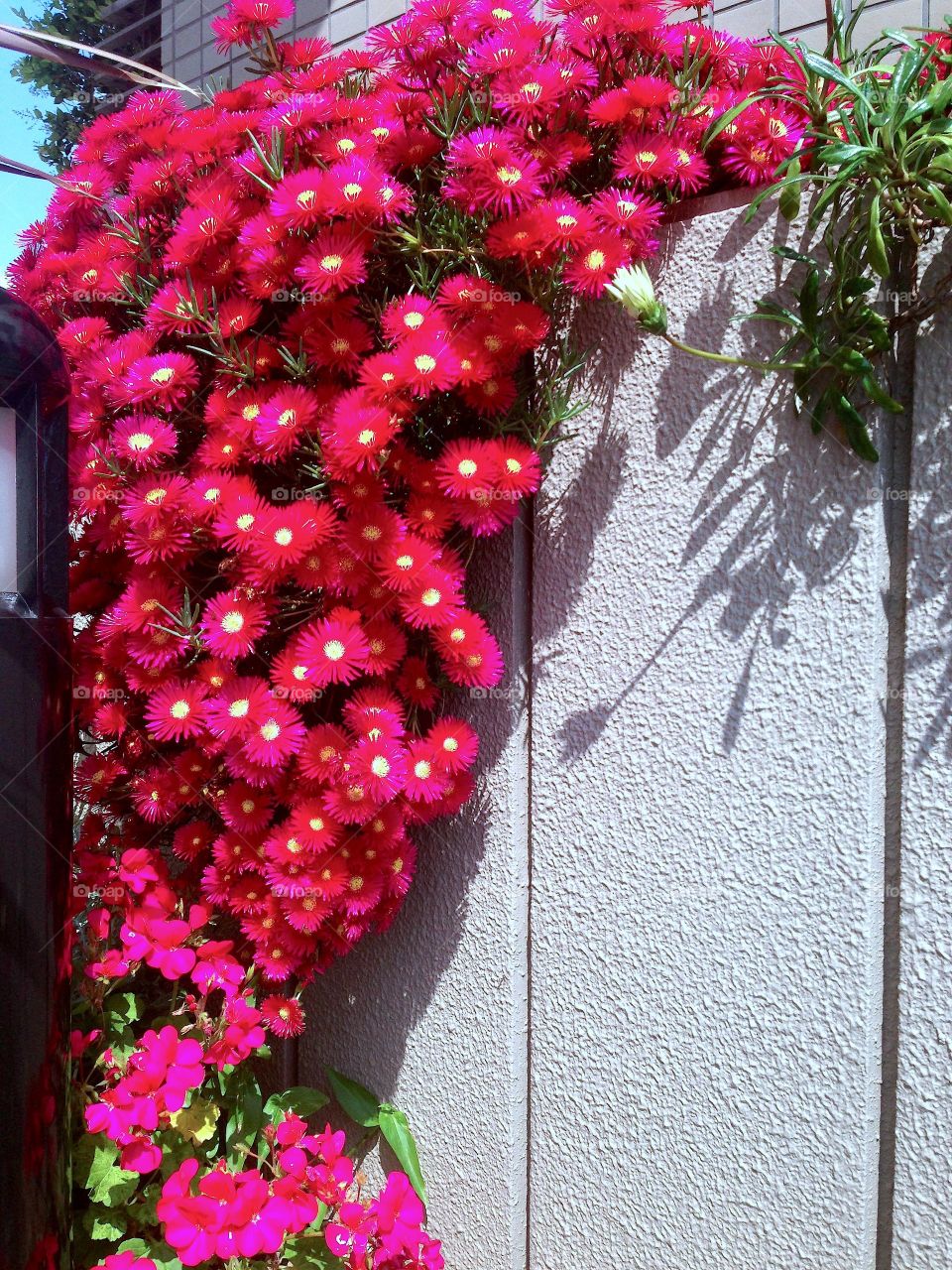 pink flowers 