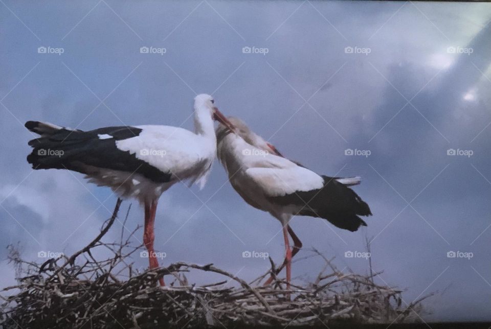 Beautiful two storks