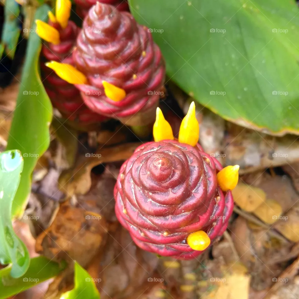 Red flower on the ground
