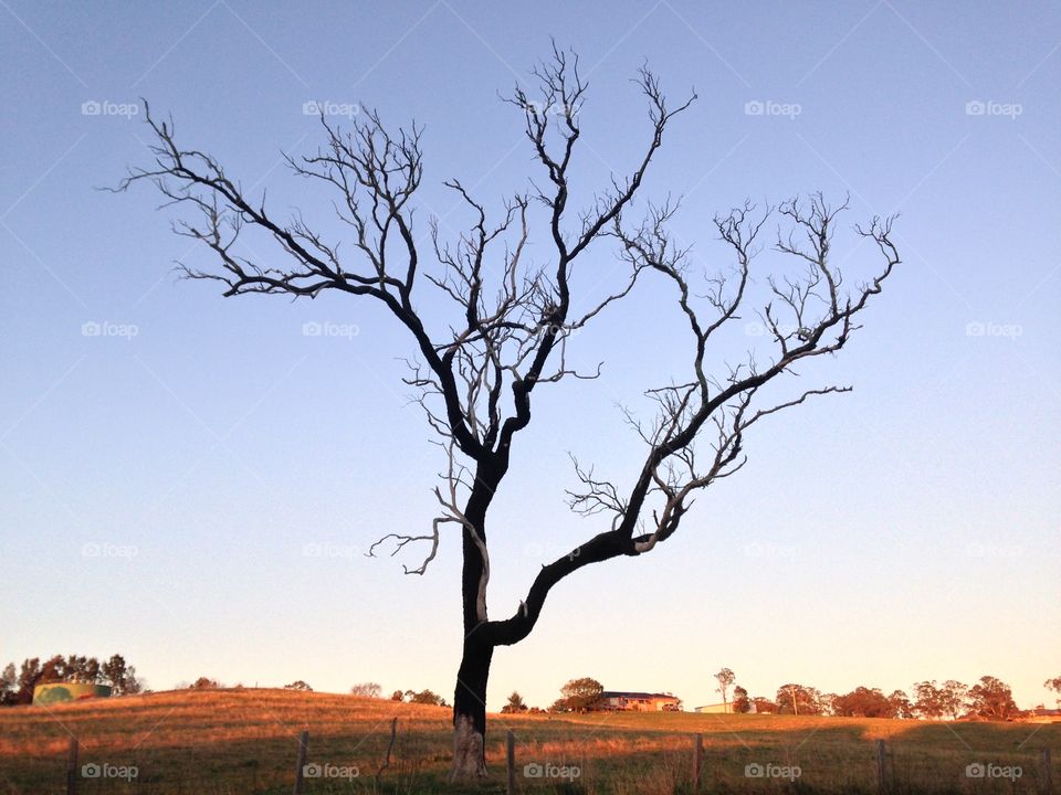 Spider tree near Maitland NSW. 