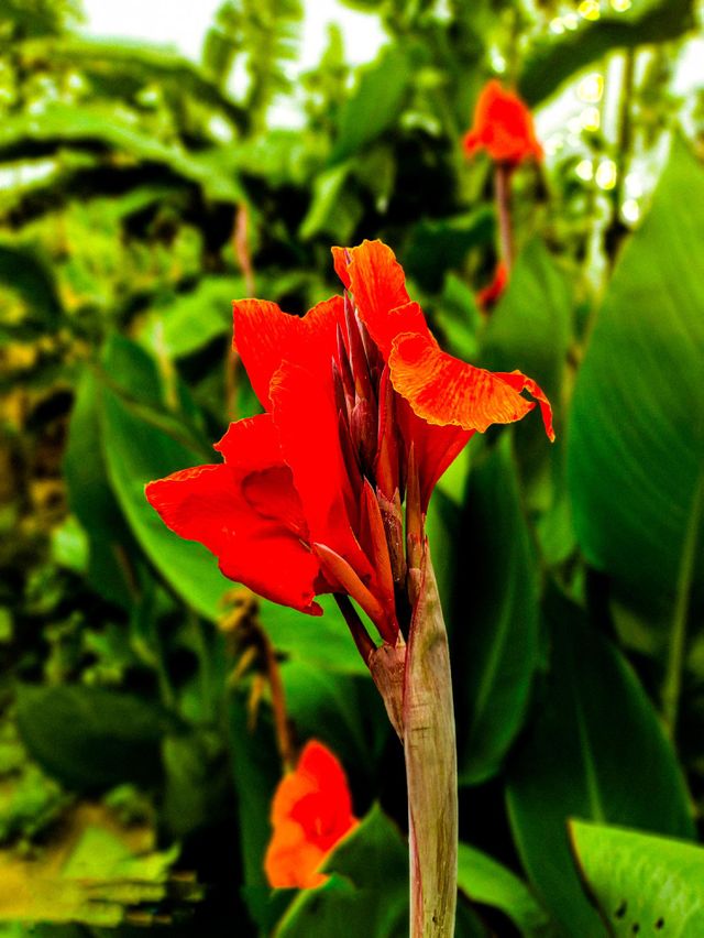 Esta flor de Canna Indica se ve muy hermosa.  Esta flor está fotografiada en la casa contigua a la nuestra.