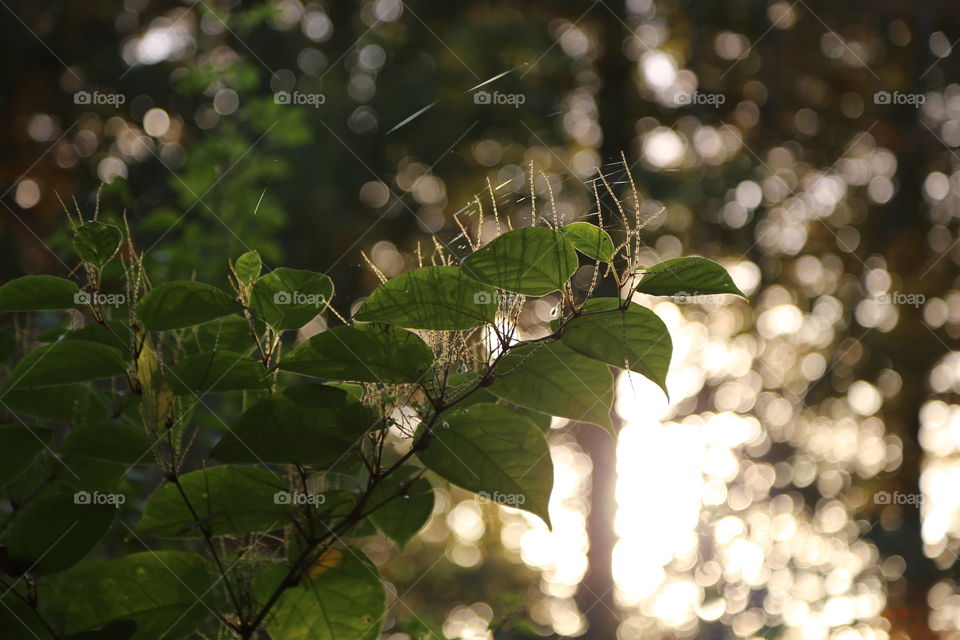 Forest tree 