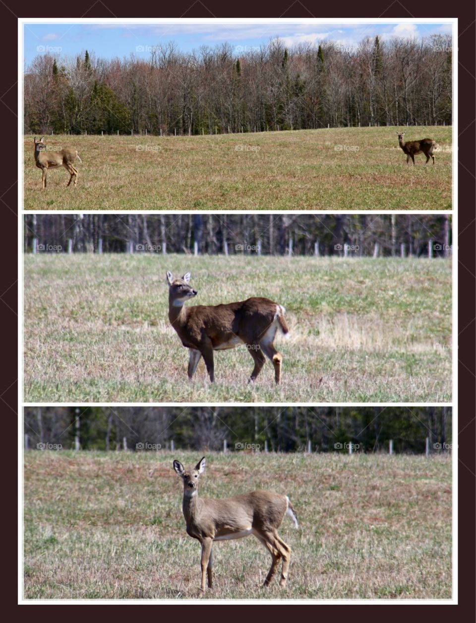 Deer sightings 