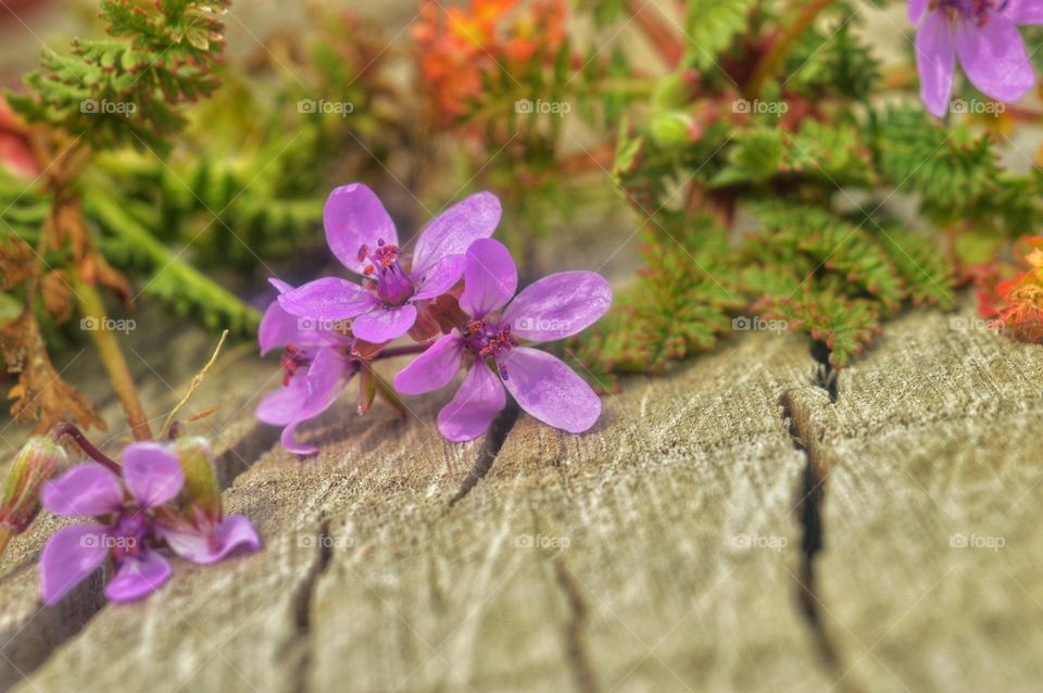 small pink purple flowers on a wooden me. one of the first blooming in Asia.