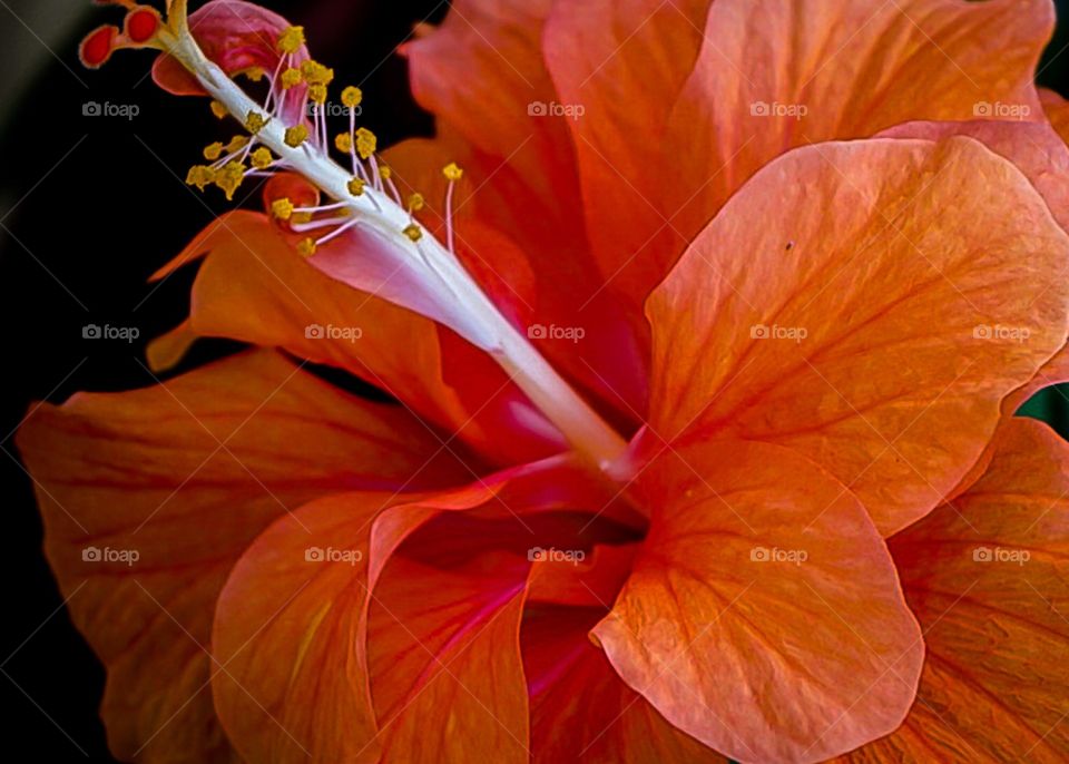 A closeup of A beautiful red hibiscus sits blooming on a warm summer day. 