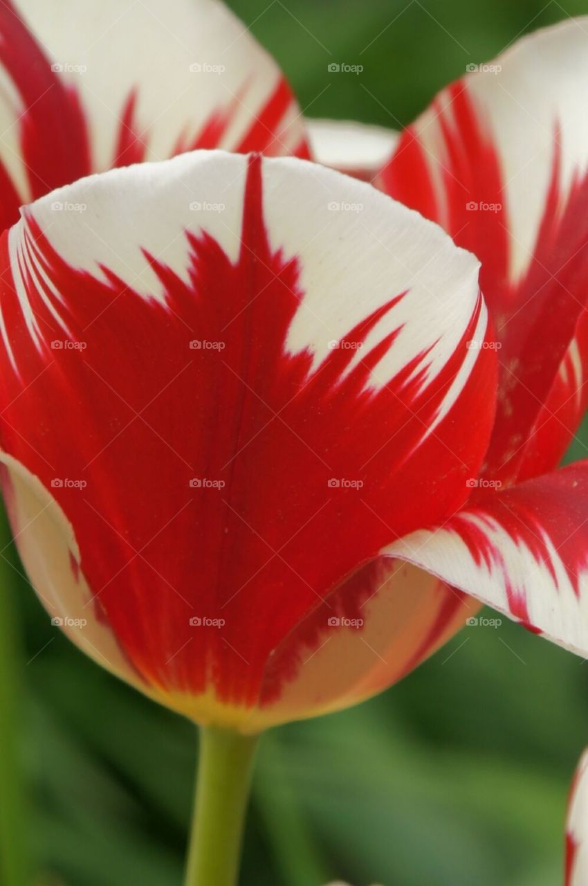 Red and white tulip close up
