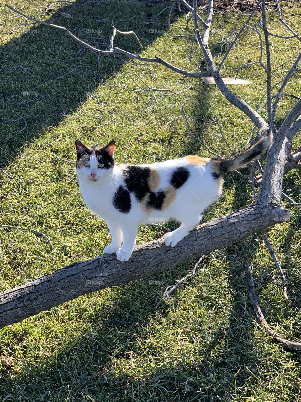 Calico cat on a branch