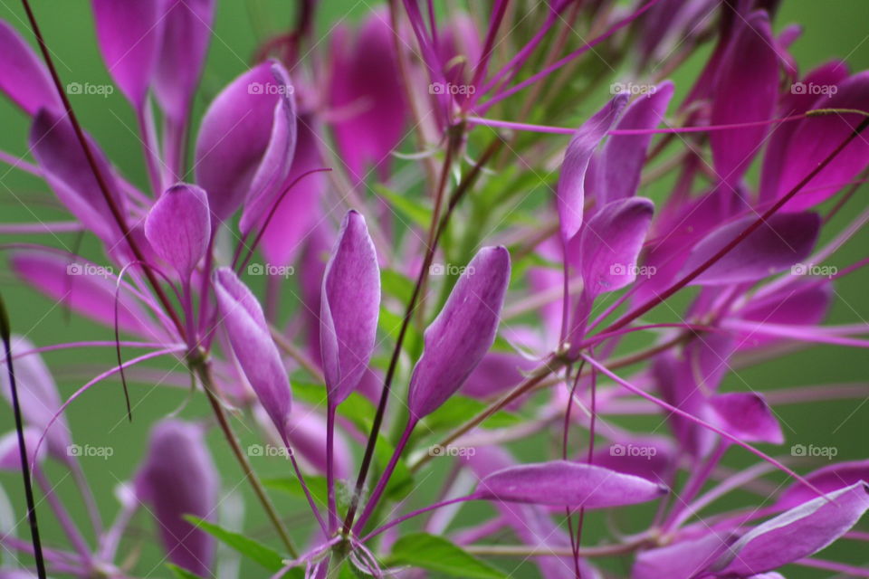 Up close purple flower