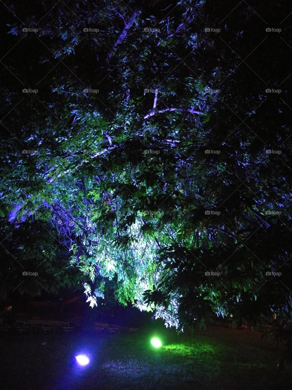 tree in lights
