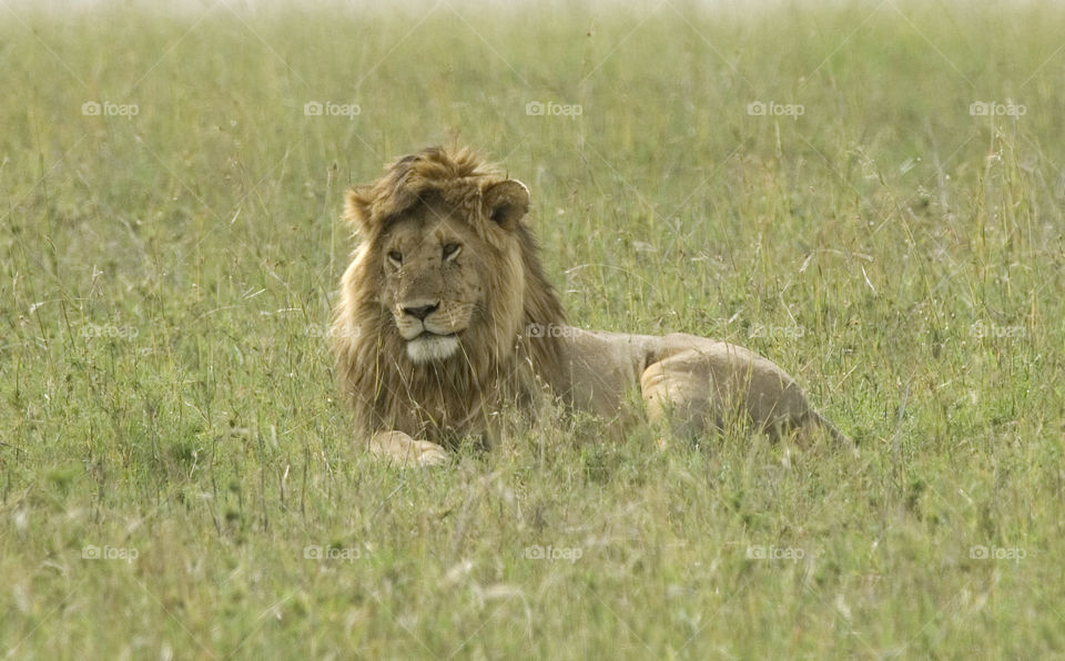 lion resting in the savanna in Tanzania Africa.