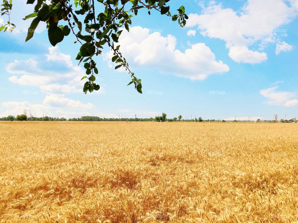 Wheat plants ready to harvest in our fields 