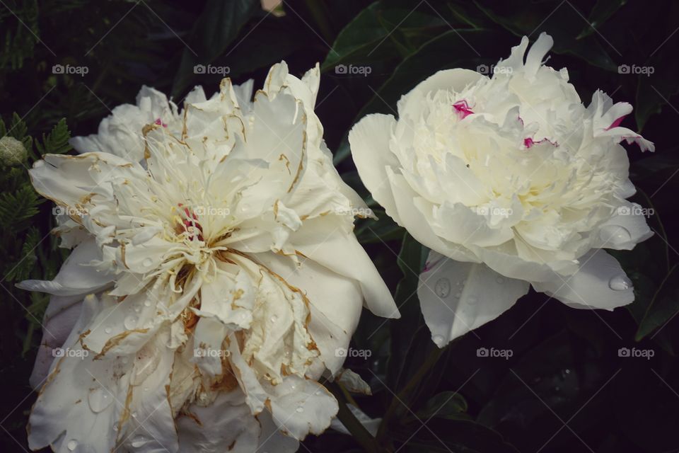 Peonies