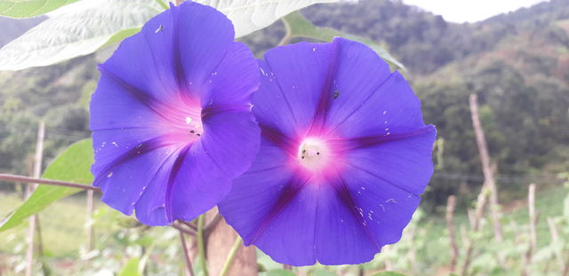 blue flower