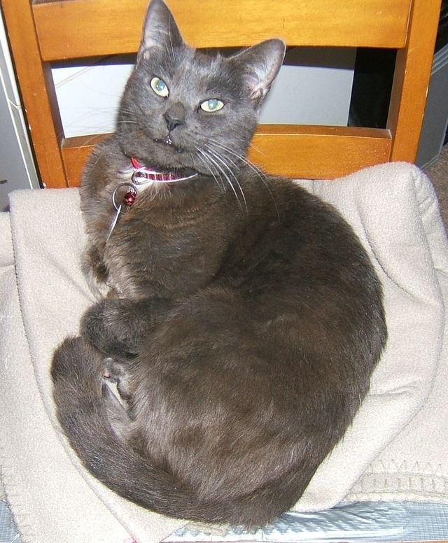 happy cat