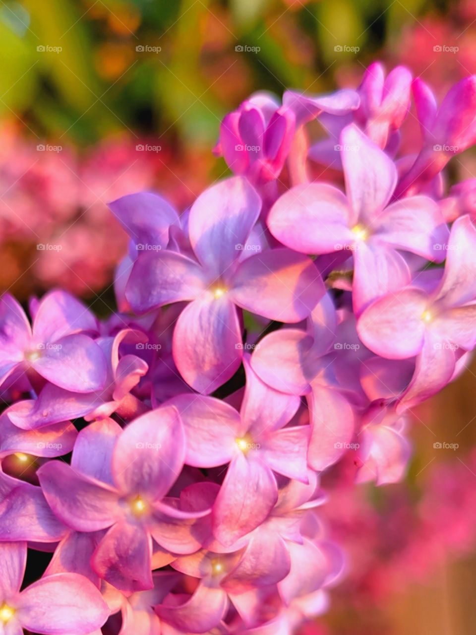 lilacs bathed in sunset lighting