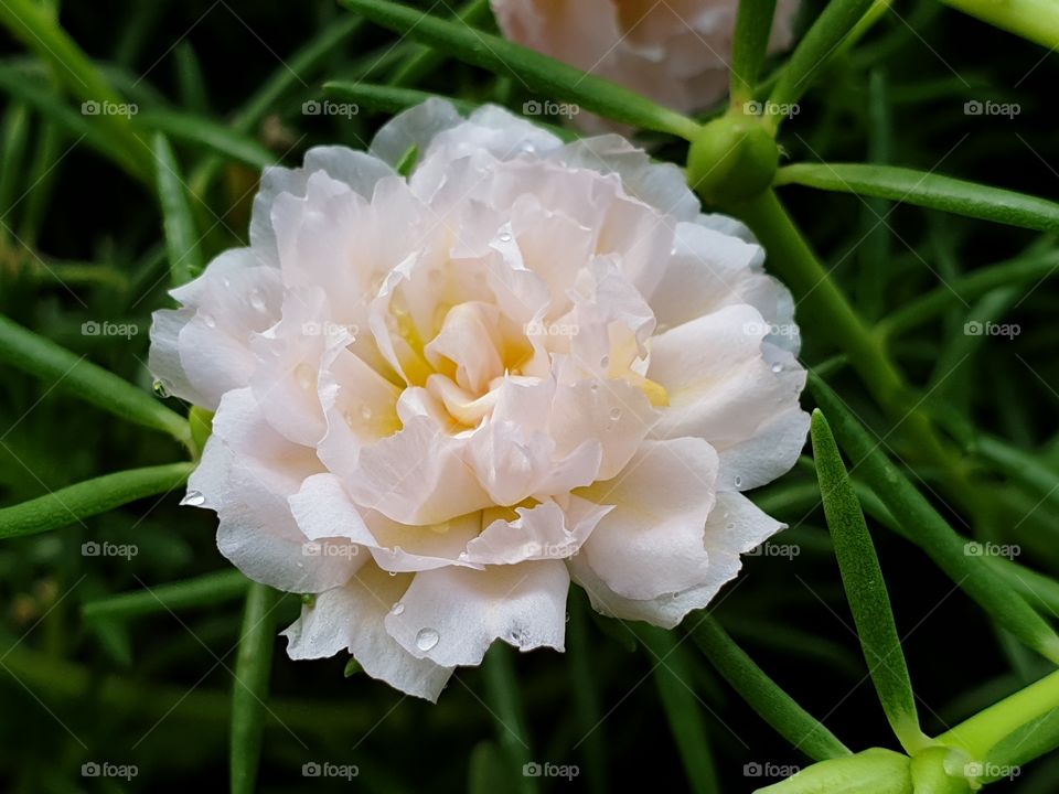 the Portulaca Grandiflora