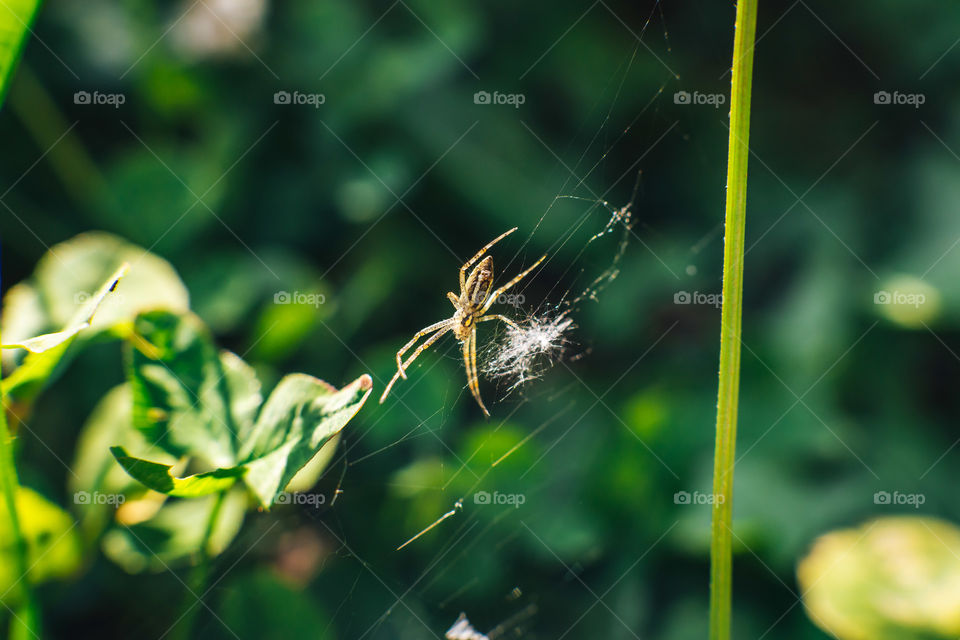 Little spider on the web macro shot