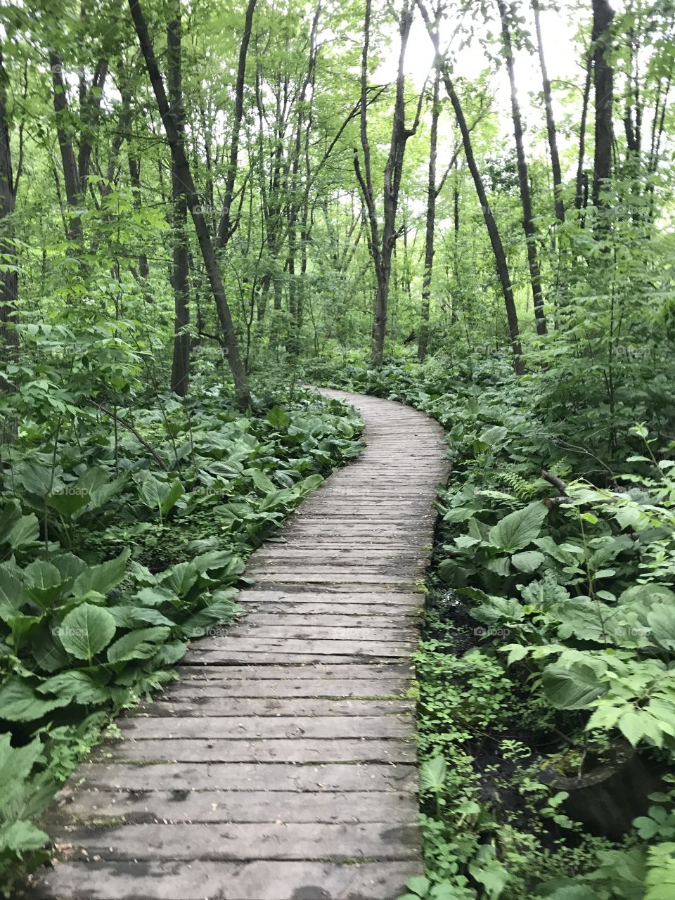 Hike through the marsh 