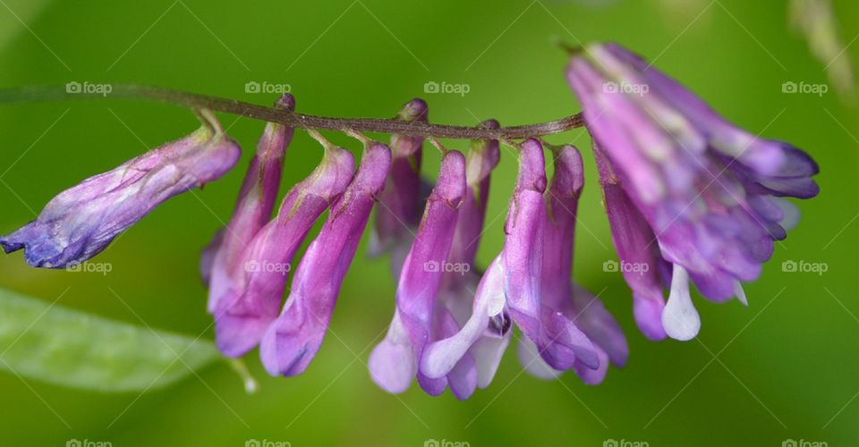 hairy vetch closeup