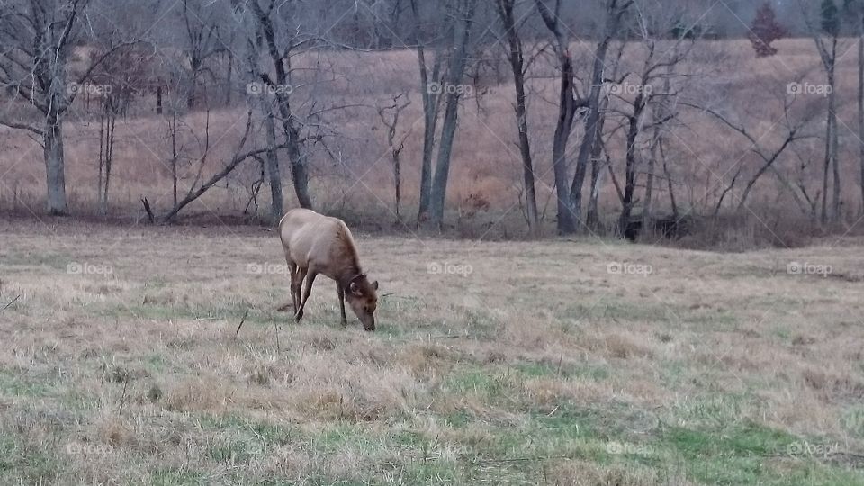 elk