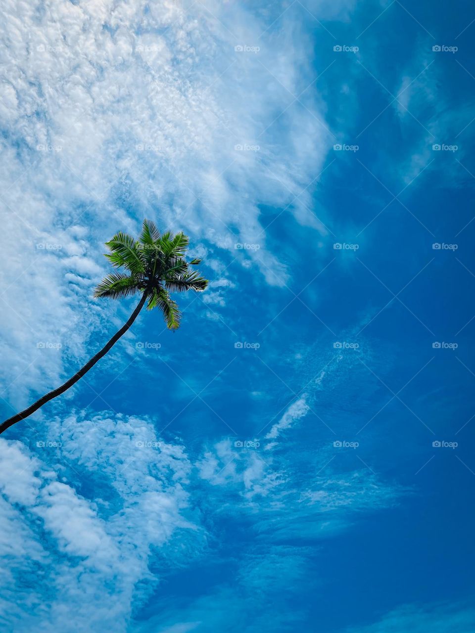 A Tree to the sky. A beach side tree grown in high ground