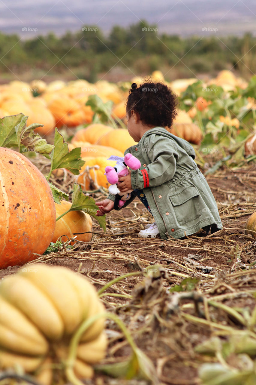 Pumpkins