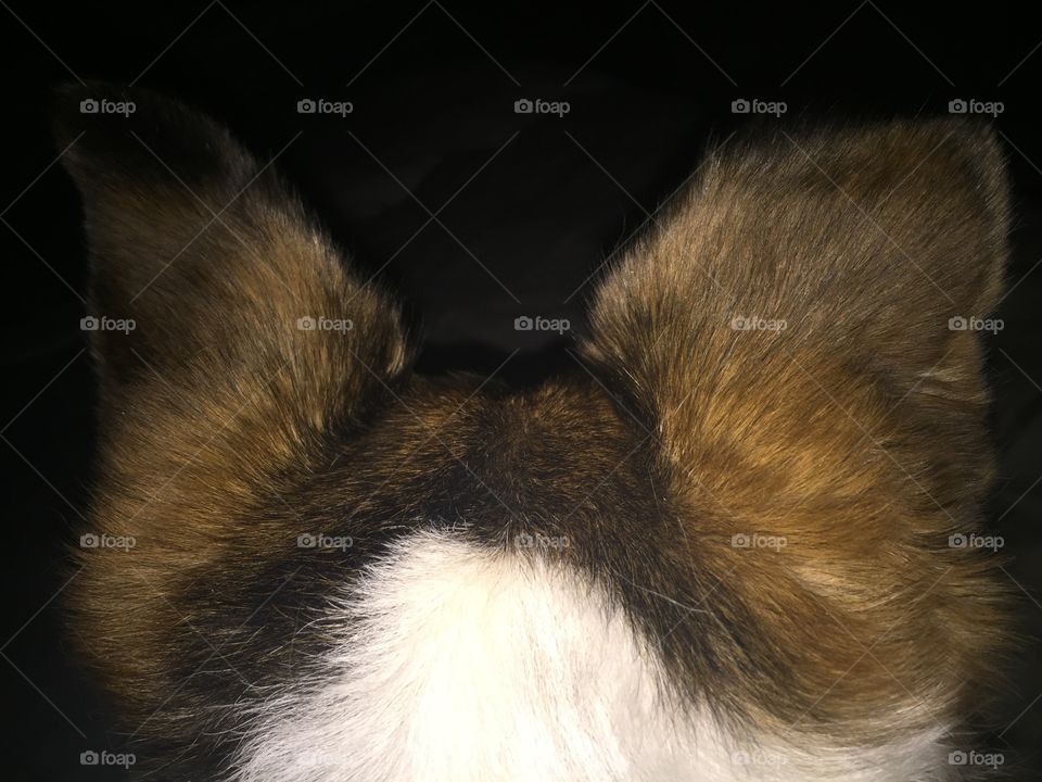 Dog ears