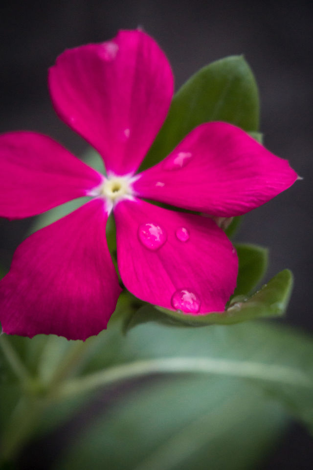 pink tropic flower