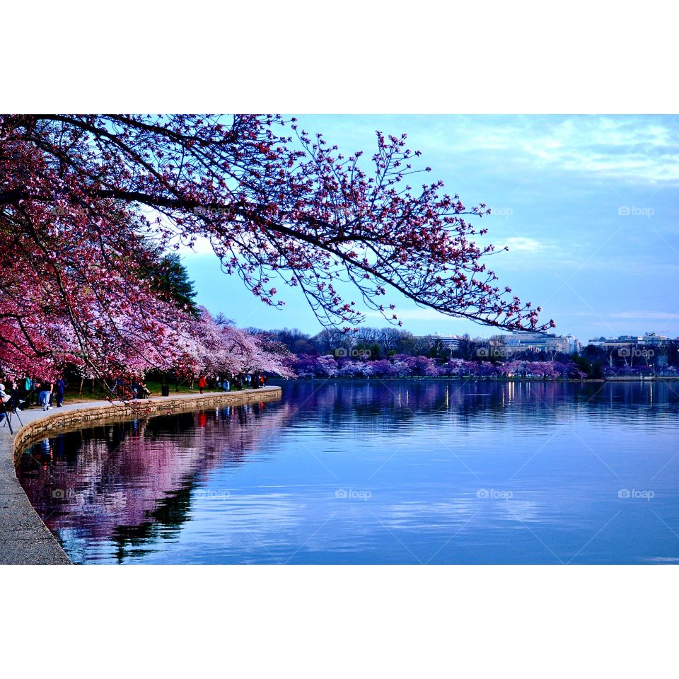 Blossoming in the Capital. Cherry Blossoms at sunrise in Washington D.C.