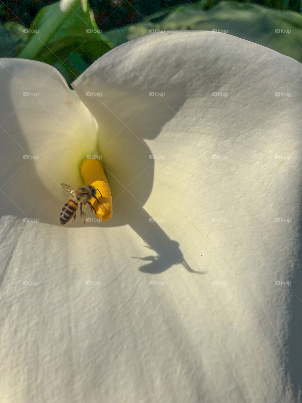 Abelha colhendo o néctar 