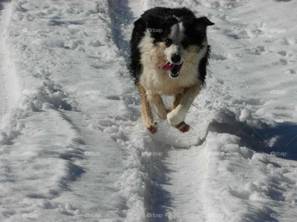 Running dog