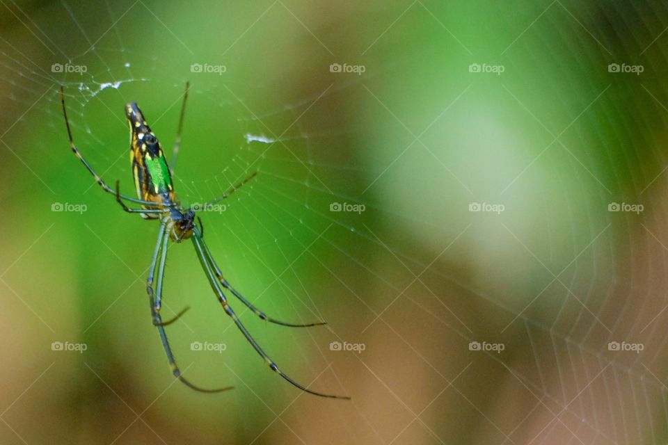 Closeup spider