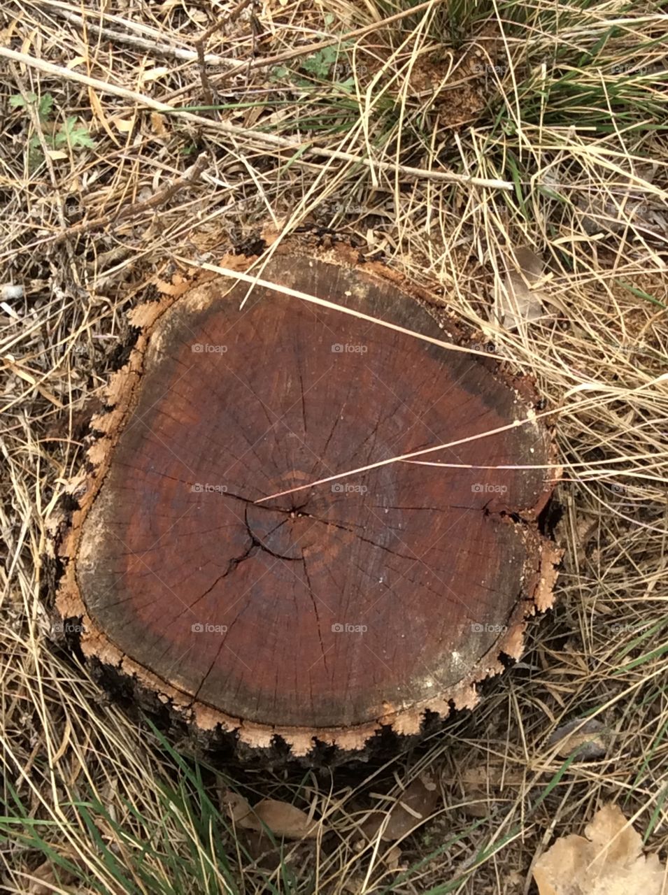Tree stump pattern