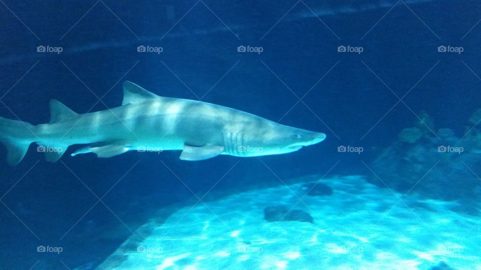 sand shark.....scary