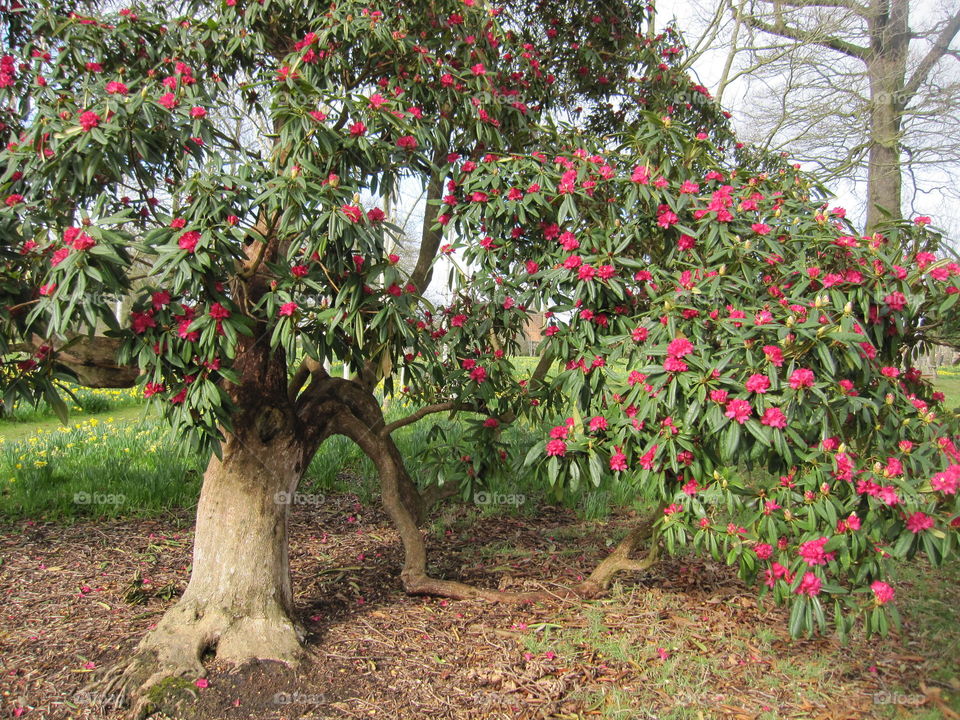 Tree, Leaf, Flower, Flora, Nature