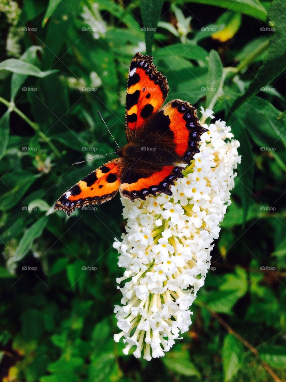 Butterfly on a buddleia