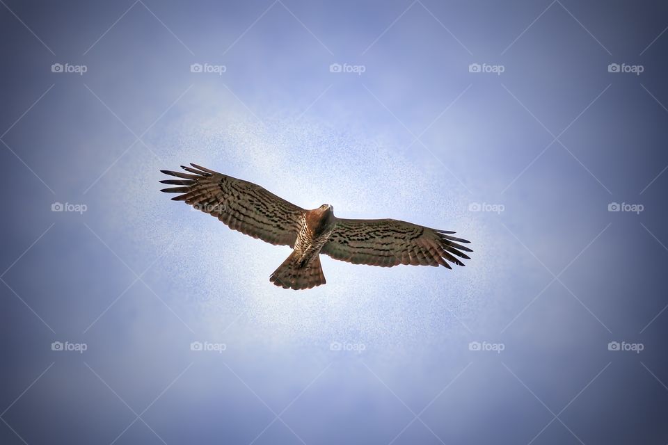Short-toed snake eagle flying in clear sky