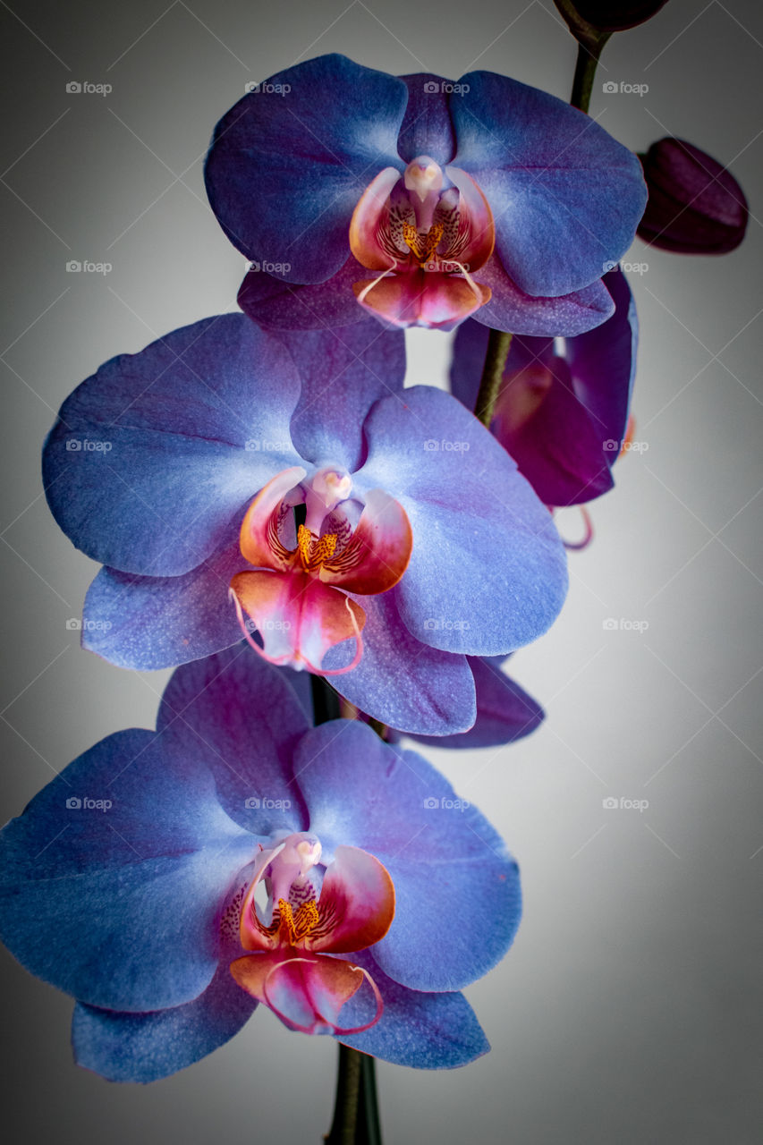 a trio of blue orchid flowers