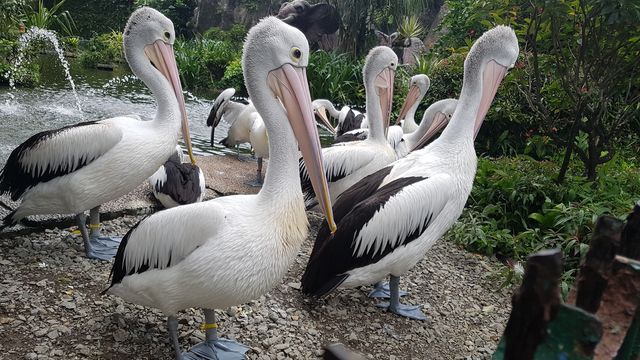 burung bangau