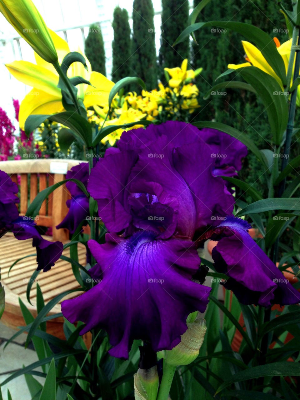 Purple Iris. -i 