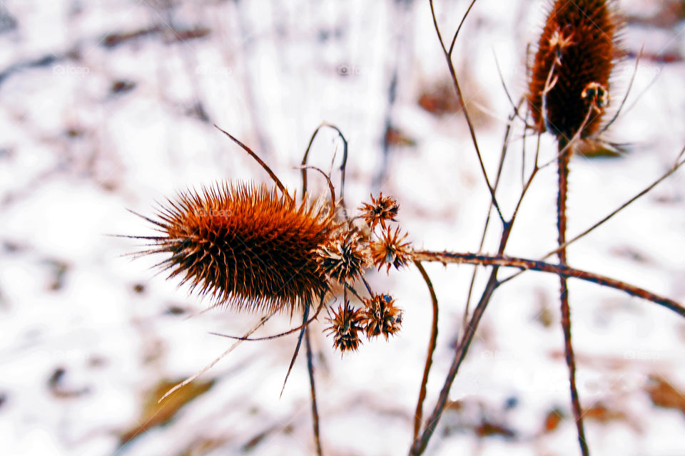 Winter Burr - in more ways than one! from Akron, Ohio's Cascade Metropolatain Park.