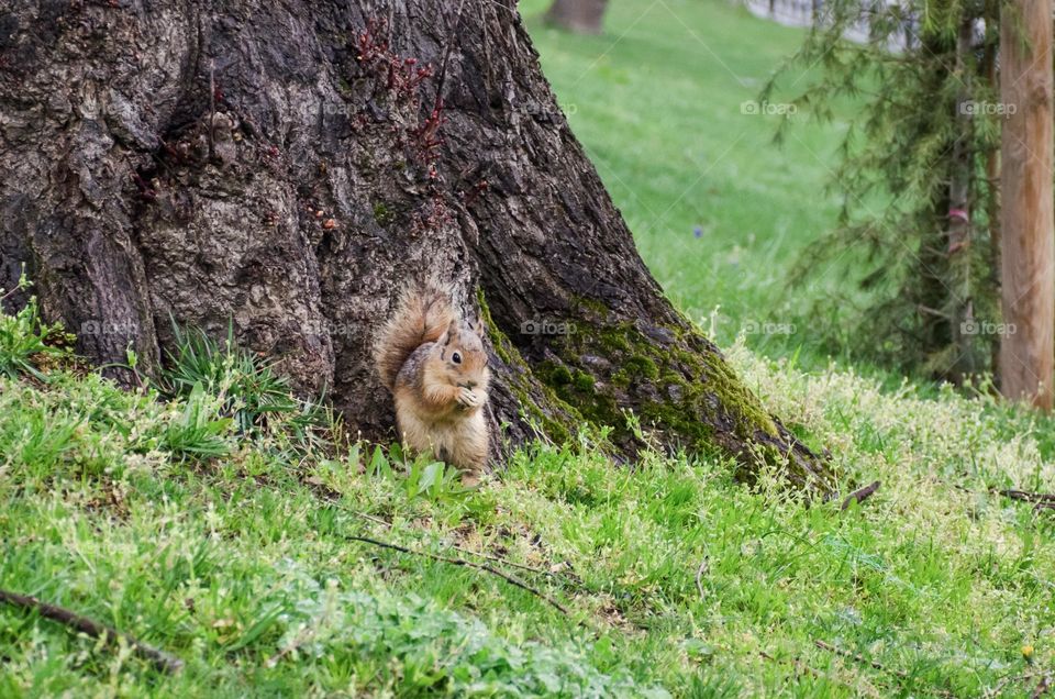 Urban nature:Wildlife