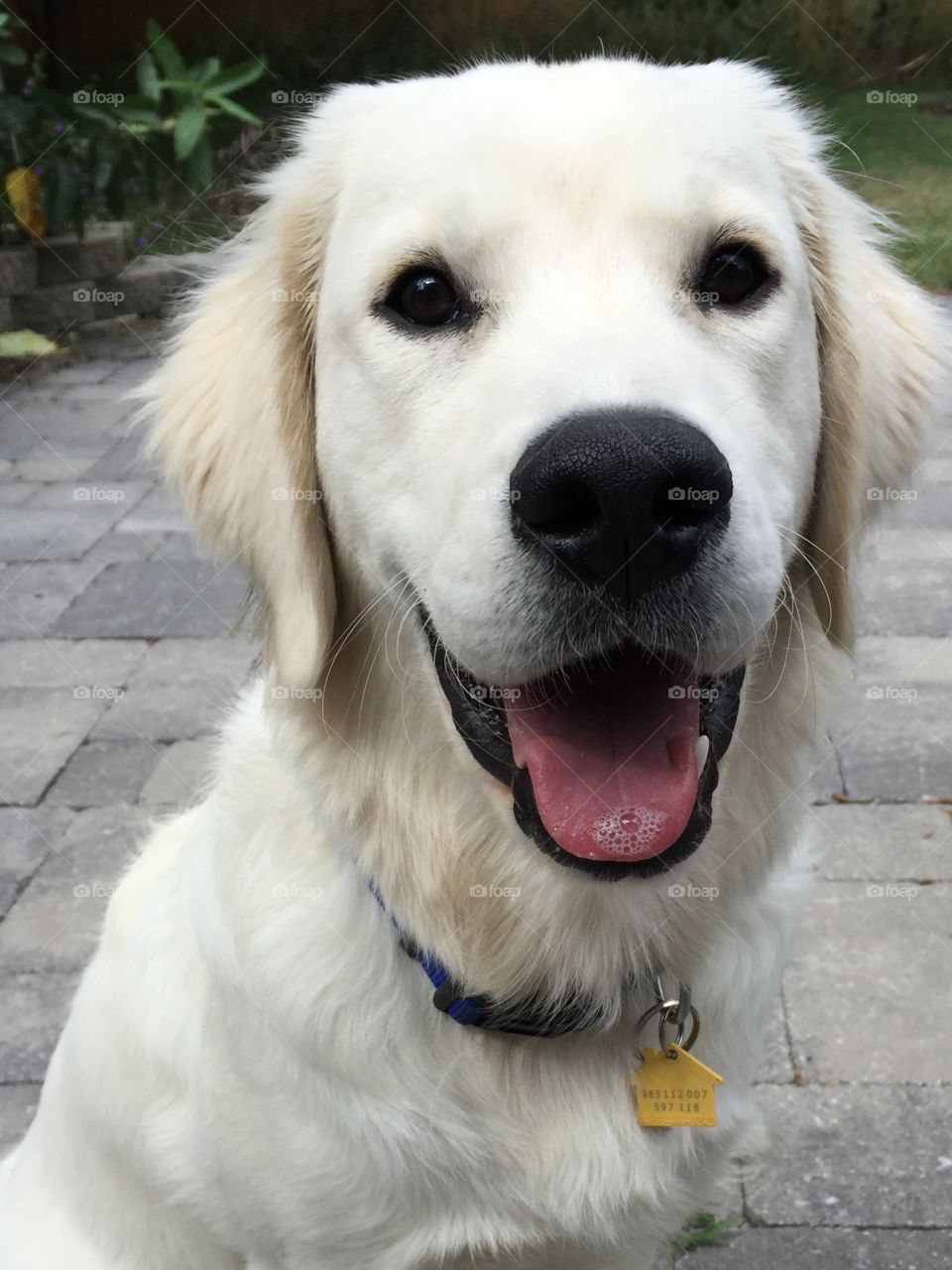 Portrait of purebred dog