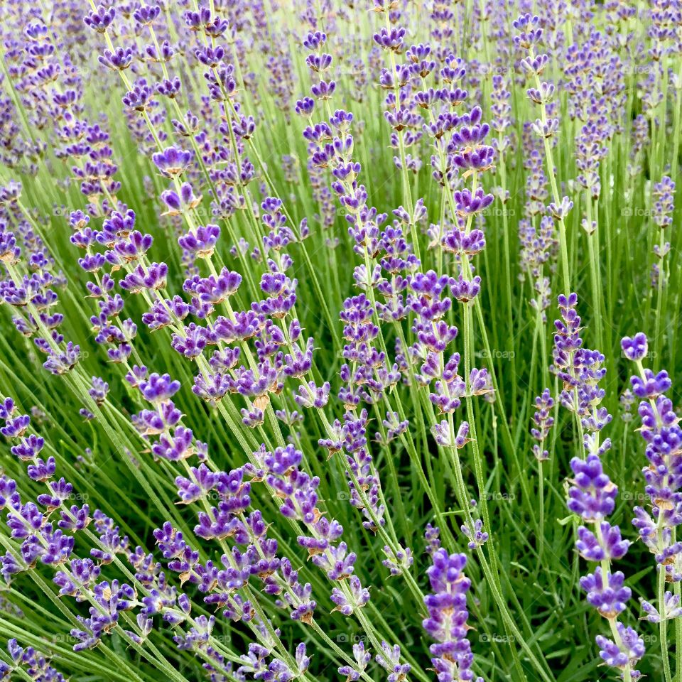 lavender flowers close-up