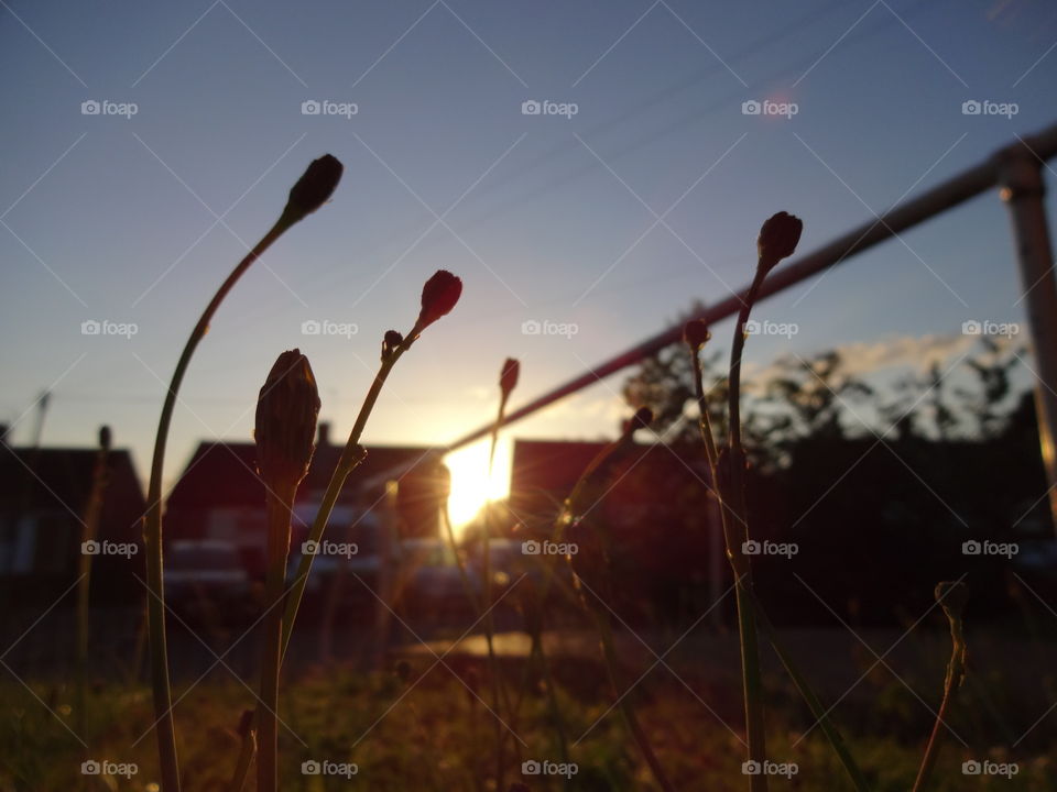 Close-up of grass during sunset