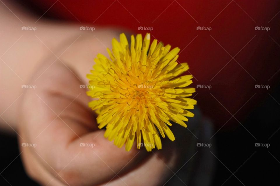 Little Yellow Flower