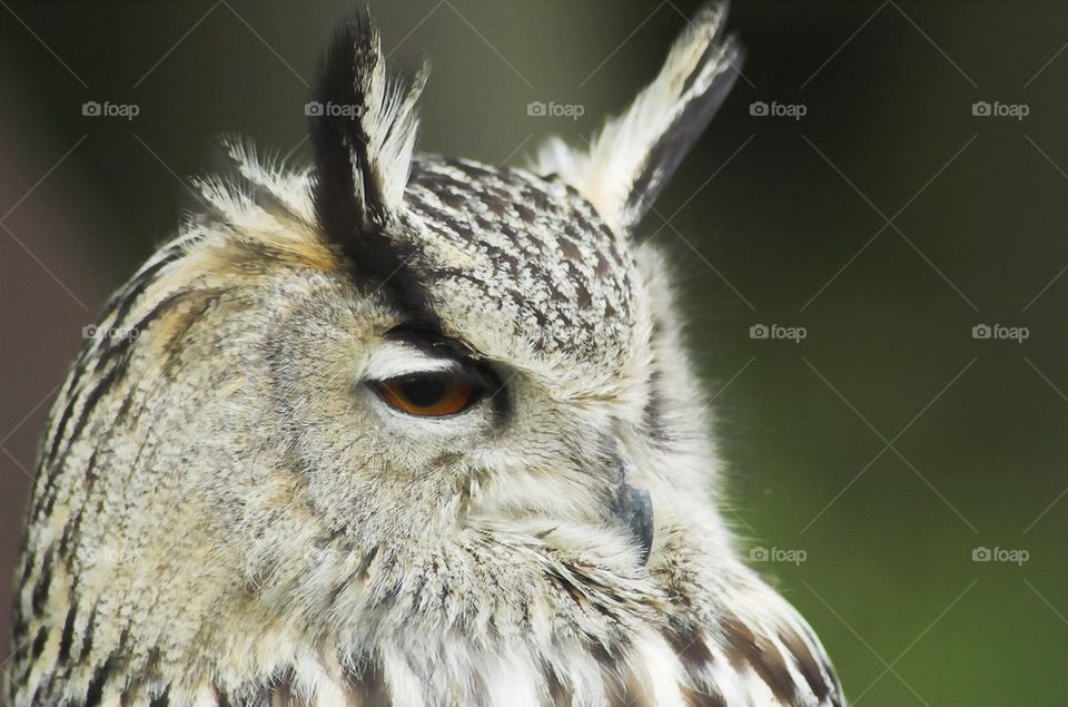 Eurasian eagle-owl