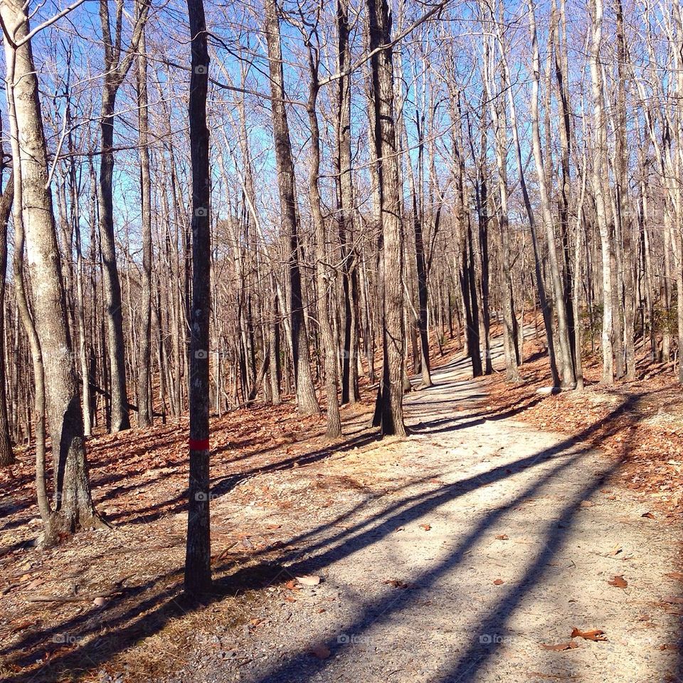 Shadows in the forest
